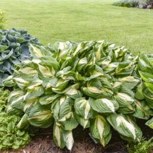 Bicolor Hosta Bareroots - 3 Pack - Shade Garden Plant - Variegated Foliage