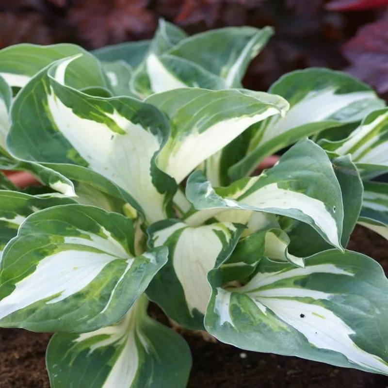 Bicolor Hosta Bareroots - 3 Pack - Shade Garden Plant - Variegated Foliage
