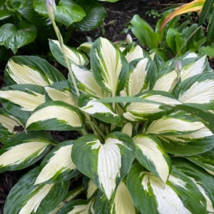 Bicolor Hosta Bareroots - 3 Pack - Shade Garden Plant - Variegated Foliage