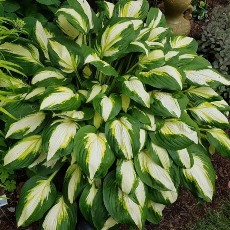 Bicolor Hosta Bareroots - 3 Pack - Shade Garden Plant - Variegated Foliage