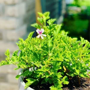 Citronella Mosquito Plant 3 Pack Natural Pest Repellent Outdoor Plants