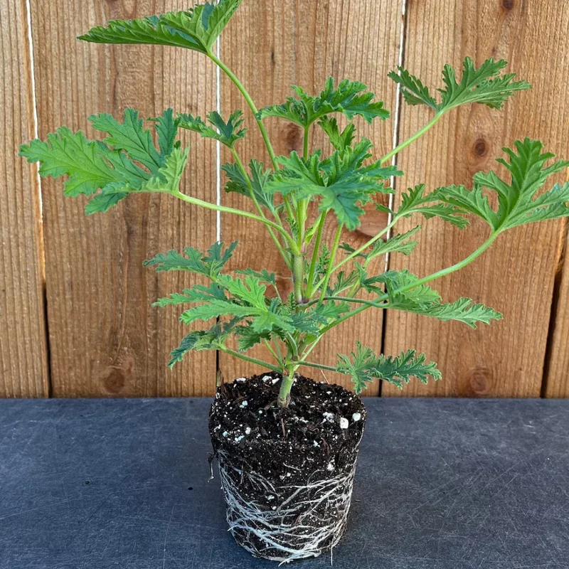 Citronella Mosquito Plant 3 Pack Natural Pest Repellent Outdoor Plants