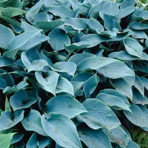 Blue Hosta Live Plant Quart Pot - Shade Loving Perennial