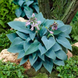 Blue Hosta Live Plant Quart Pot - Shade Loving Perennial