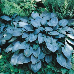 Blue Hosta Live Plant Quart Pot - Shade Loving Perennial