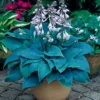 Blue Hosta Live Plant Quart Pot - Shade Loving Perennial