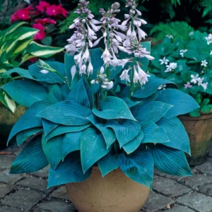 Blue Hosta Live Plant Quart Pot - Shade Loving Perennial