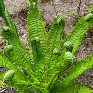 Tennessee Ostrich Fern Rhizomes - 5 Pack - Shade Loving Perennial