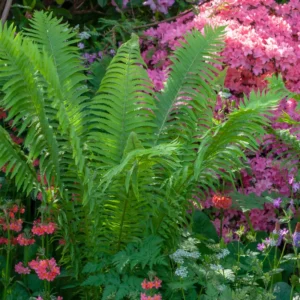 Tennessee Ostrich Fern Rhizomes - 5 Pack - Shade Loving Perennial