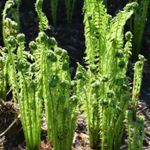 Tennessee Ostrich Fern Rhizomes - 5 Pack - Shade Loving Perennial