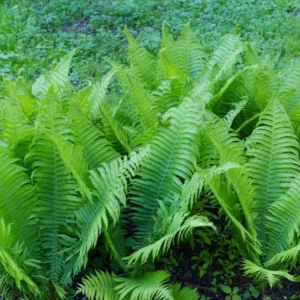 Tennessee Ostrich Fern Rhizomes - 5 Pack - Shade Loving Perennial