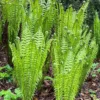 Ostrich Fern Rhizomes - 20 Rhizomes - Tennessee Glade Fern