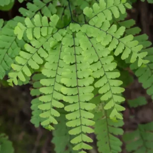 Maidenhair Fern Rhizomes - 5 Count - Easy to Grow