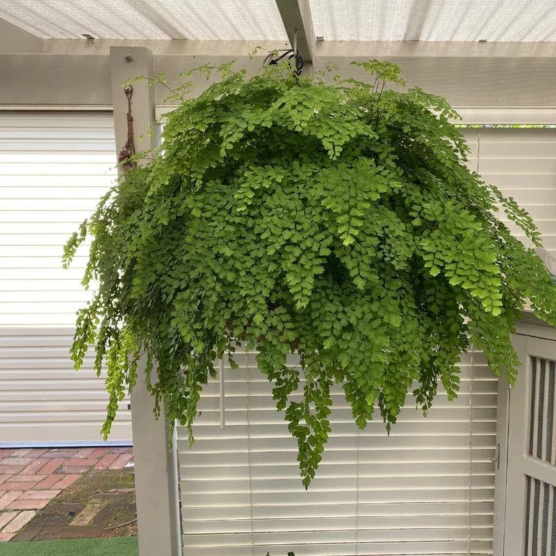 Maidenhair Fern Rhizomes - 20 Count - Shade Loving Plants