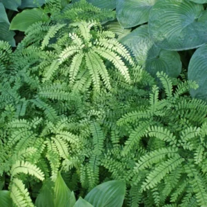 Maidenhair Fern Rhizomes - 20 Count - Shade Loving Plants