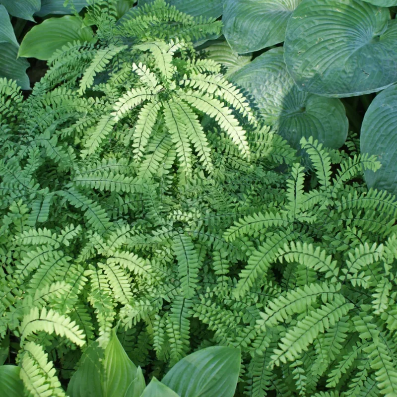 Maidenhair Fern Rhizomes - 20 Count - Shade Loving Plants