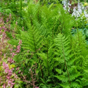 Lady Fern Rhizomes - 5 Pack - Shade Garden Plant