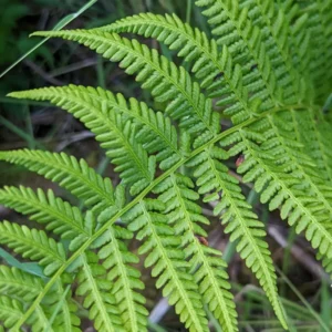 Lady Fern Rhizomes - 20 Count - Shade Loving Perennial