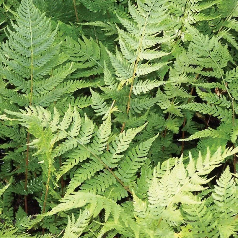Lady Fern Rhizomes - 20 Count - Shade Loving Perennial