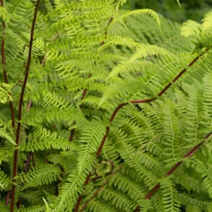 Lady Fern Rhizomes - 20 Count - Shade Loving Perennial