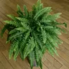 Hay Scented Fern Rhizomes - 5 Pack - Fragrant Ground Cover Plants