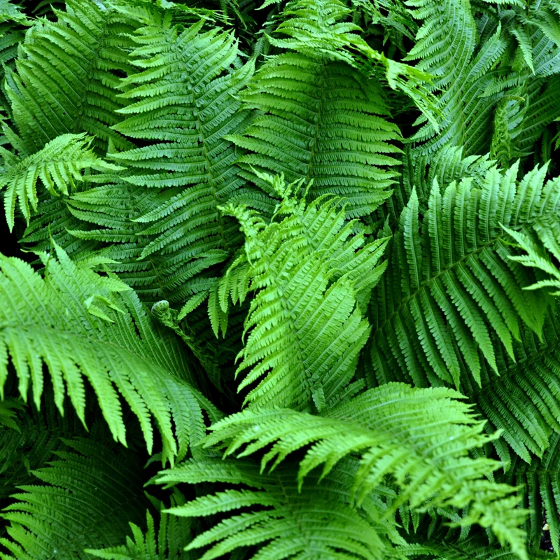 Hay Scented Fern Rhizomes - 20 Count - Fragrant Groundcover