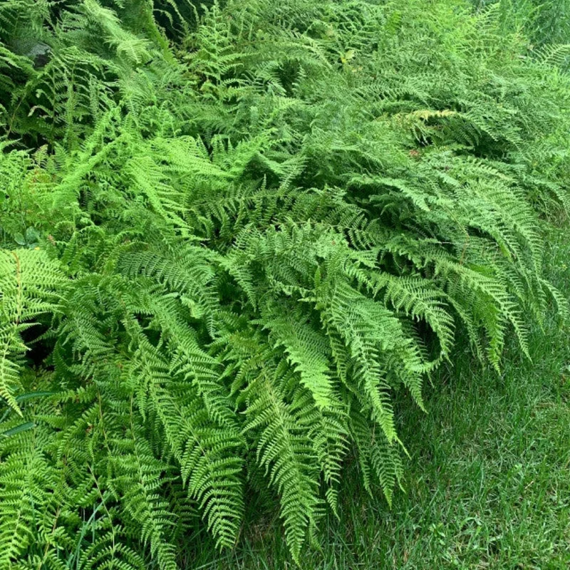 Hay Scented Fern Rhizomes - 20 Count - Fragrant Groundcover