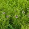 Hay Scented Fern Rhizomes - 20 Count - Fragrant Groundcover