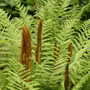 Cinnamon Fern Rhizomes - 5 Count - Ornamental Garden Plant