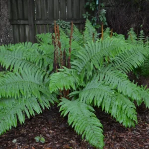 Cinnamon Fern Rhizomes - 5 Count - Ornamental Garden Plant