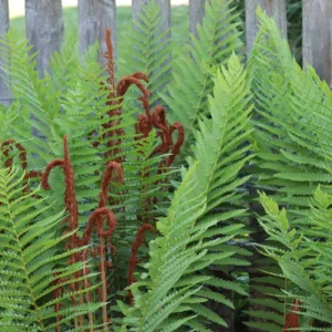 Cinnamon Fern Rhizomes - 5 Count - Ornamental Garden Plant