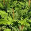 Cinnamon Fern Rhizomes - 20 Count - Easy to Grow Perennial