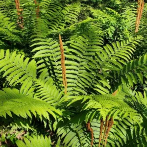 Cinnamon Fern Rhizomes - 20 Count - Easy to Grow Perennial