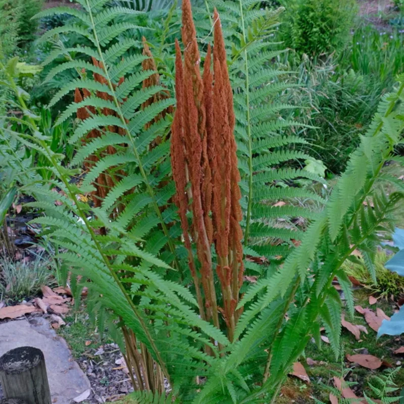 Cinnamon Fern Rhizomes - 20 Count - Easy to Grow Perennial