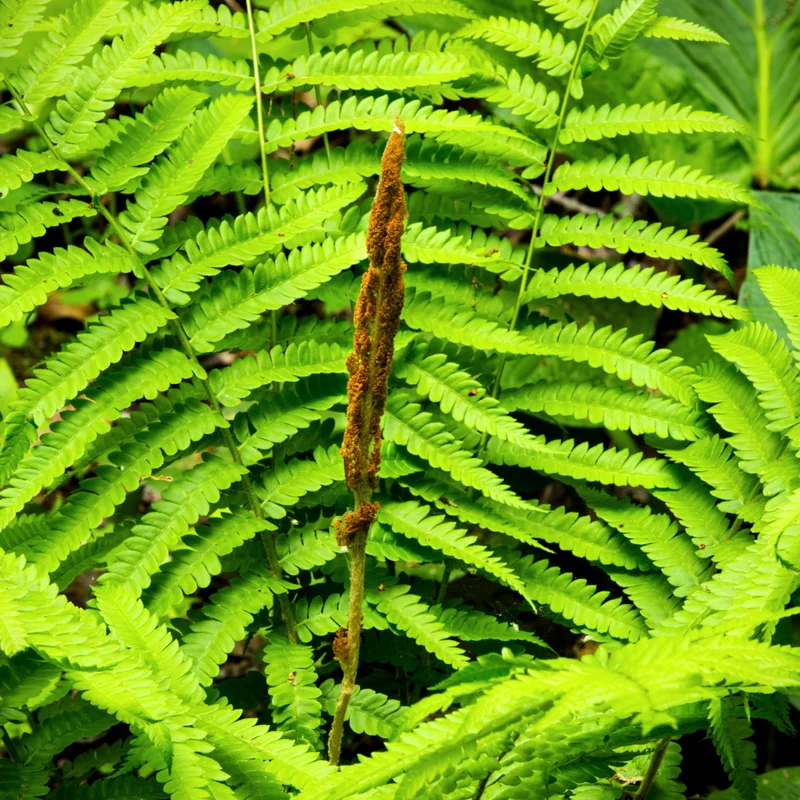 Cinnamon Fern Rhizomes - 20 Count - Easy to Grow Perennial