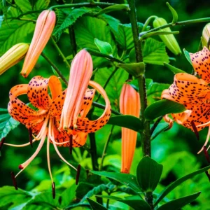 Turk's Cap Lily Bulbs - Pack of 5 - Vibrant Garden Flowers