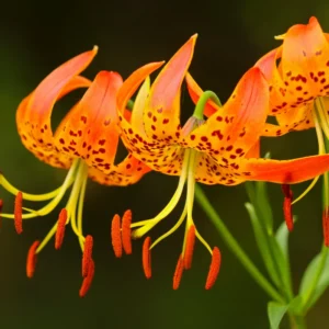 Turk's Cap Lily Bulbs - Pack of 5 - Vibrant Garden Flowers