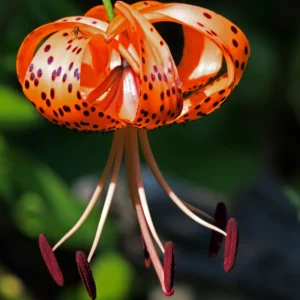 Turk's Cap Lily Bulbs - Pack of 5 - Vibrant Garden Flowers