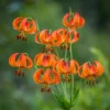 Turk's Cap Lily Bulbs - Pack of 5 - Vibrant Garden Flowers