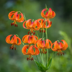Turk's Cap Lily Bulbs - Pack of 5 - Vibrant Garden Flowers