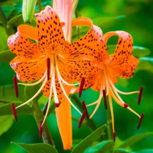 Turk's Cap Lily Bulbs - 20 Pack - Exotic Flowering Lilies