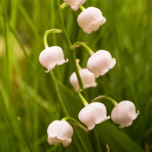 Lily Of the Valley 5 Roots - Fragrant Ground Cover Perennial