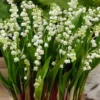 Lily Of the Valley 5 Roots - Fragrant Ground Cover Perennial