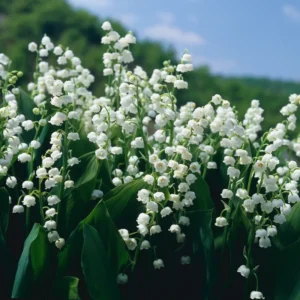 Lily Of The Valley 10 Roots - Fragrant Spring Blooms