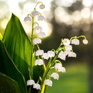 Lily Of The Valley 10 Roots - Fragrant Spring Blooms