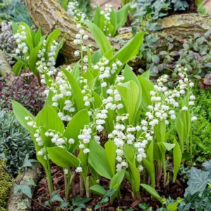 Lily Of The Valley 10 Roots - Fragrant Spring Blooms