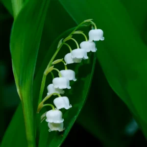 Lily Of The Valley 10 Roots - Fragrant Spring Blooms