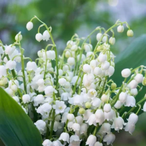 Lily of the Valley Plant 20 Roots - Fragrant Spring Blooms