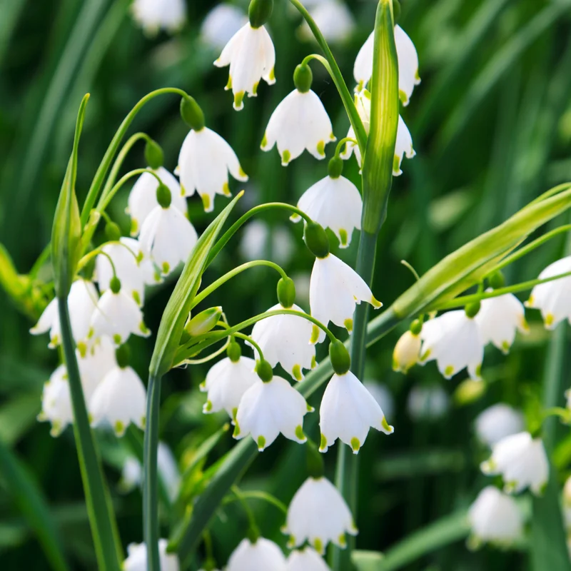 Lily of the Valley Plant 20 Roots - Fragrant Spring Blooms