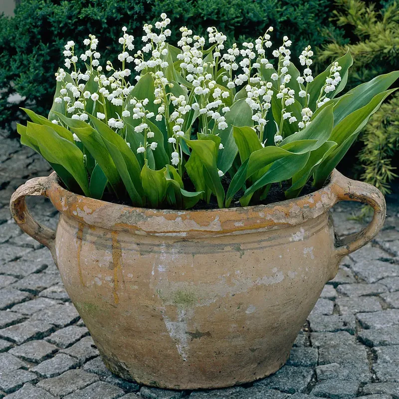 Lily of the Valley Plant 20 Roots - Fragrant Spring Blooms